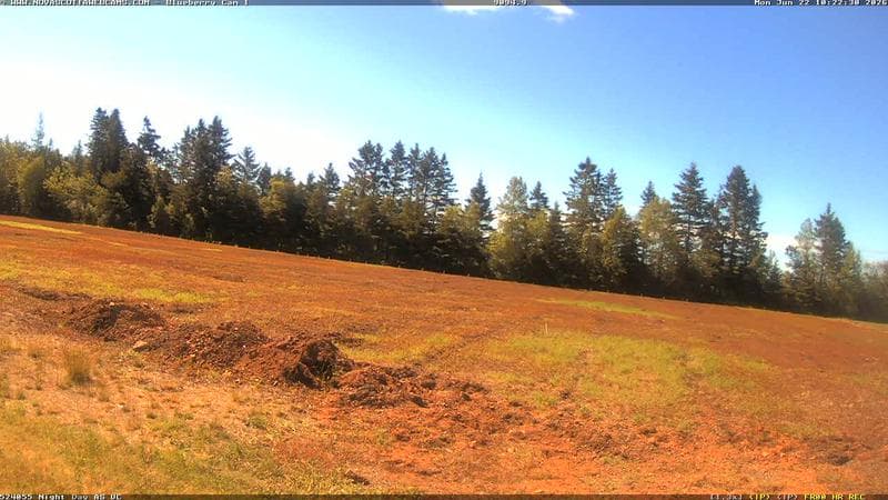 Wild Blueberry Cam 1