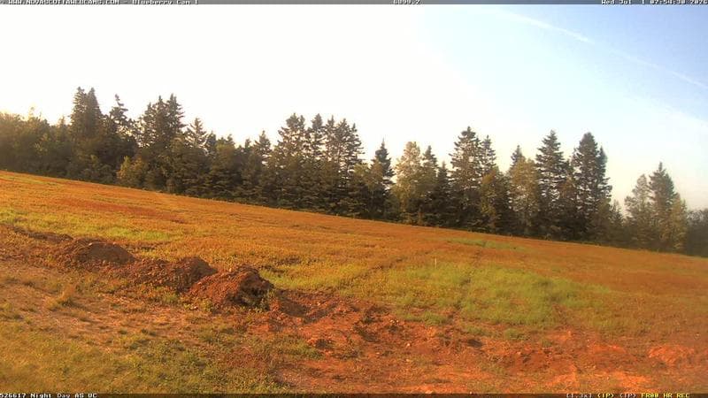 Wild Blueberry Cam 1