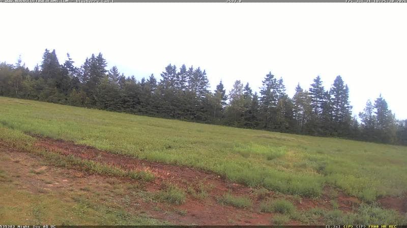 Wild Blueberry Cam 1