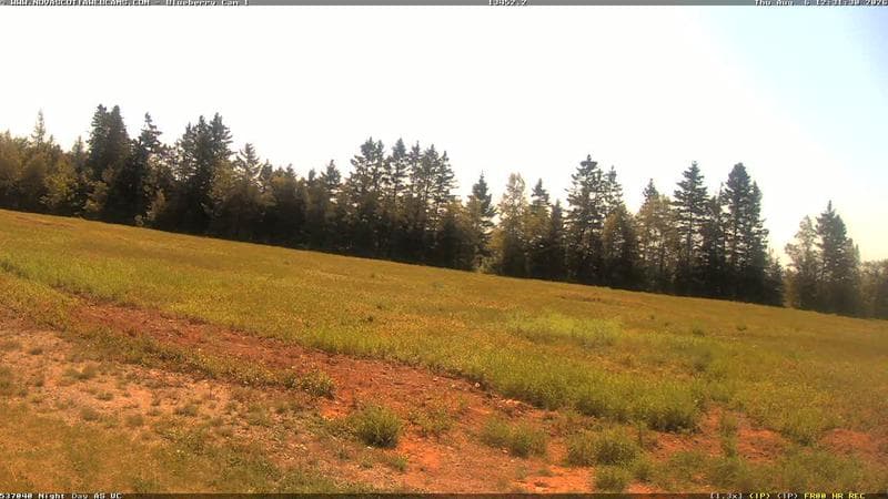 Wild Blueberry Cam 1
