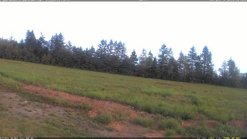 Wild Blueberry Cam 1