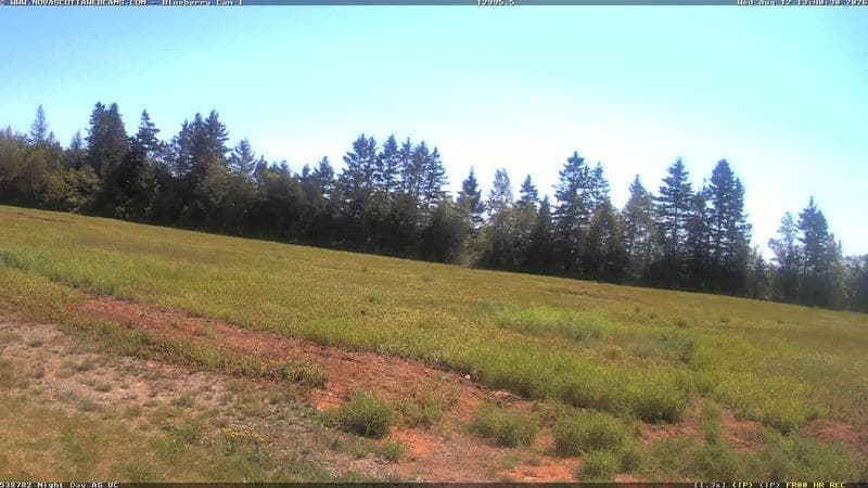 Wild Blueberry Cam 1