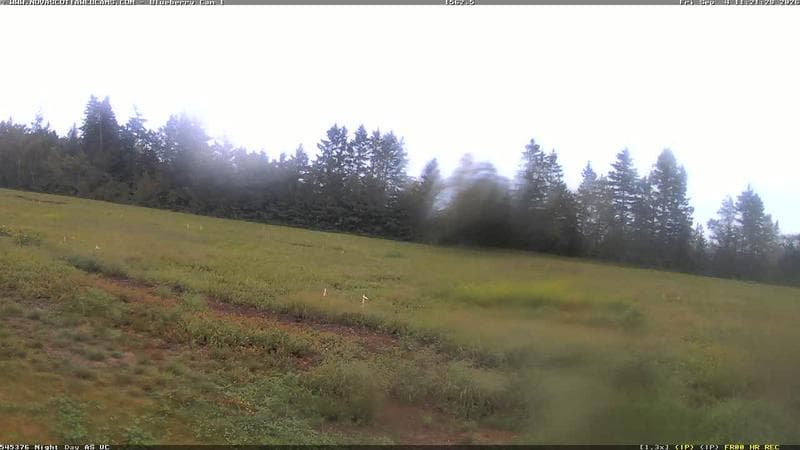 Wild Blueberry Cam 1
