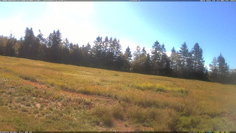 Wild Blueberry Cam 1