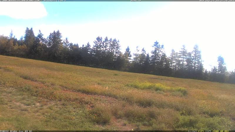 Wild Blueberry Cam 1