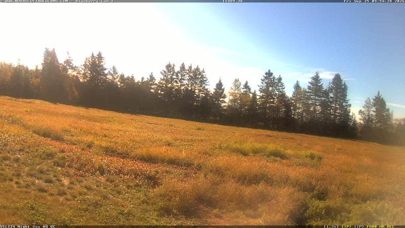 Wild Blueberry Cam 1