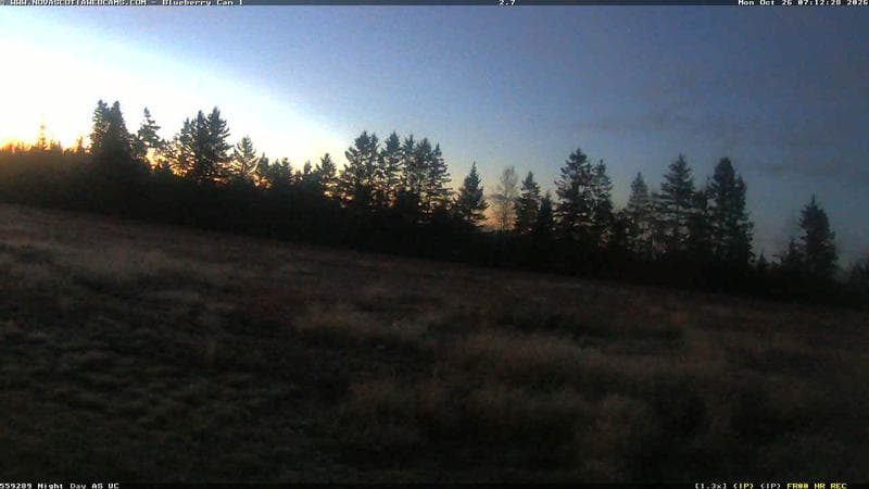Wild Blueberry Cam 1