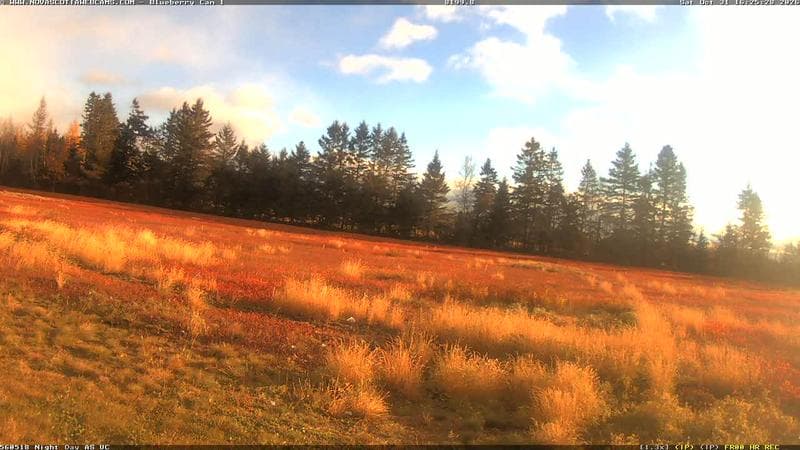 Wild Blueberry Cam 1