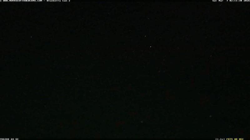 Wild Blueberry Cam 2