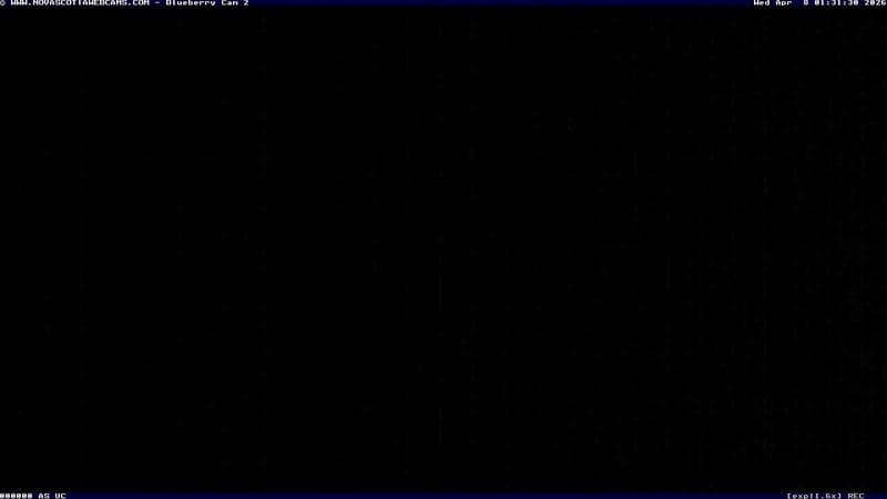 Wild Blueberry Cam 2