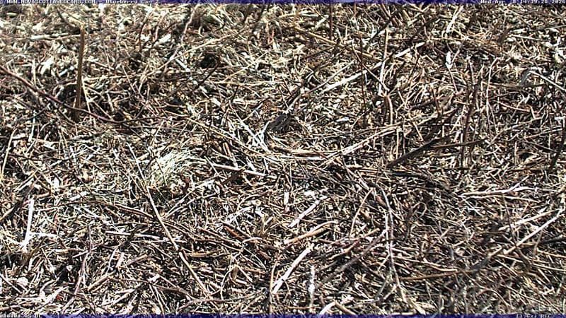 Wild Blueberry Cam 2