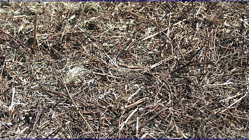 Wild Blueberry Cam 2