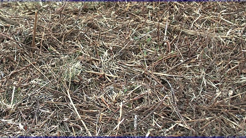 Wild Blueberry Cam 2