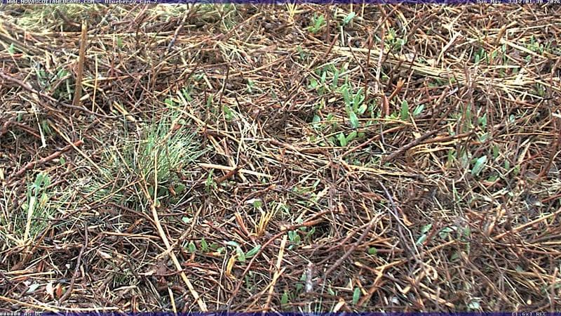 Wild Blueberry Cam 2