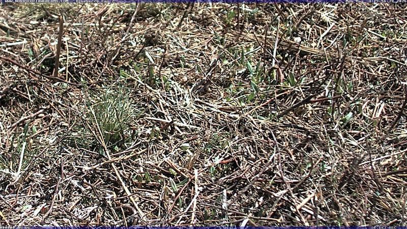 Wild Blueberry Cam 2