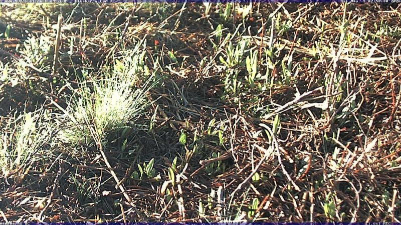 Wild Blueberry Cam 2