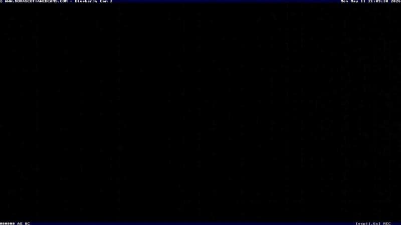 Wild Blueberry Cam 2