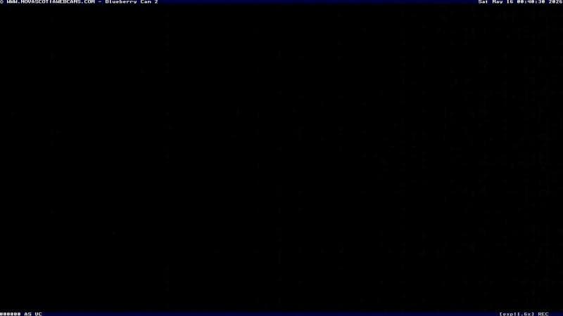 Wild Blueberry Cam 2