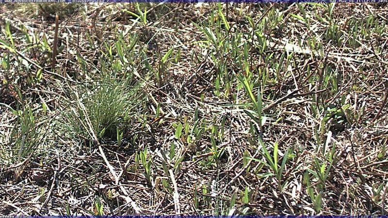 Wild Blueberry Cam 2