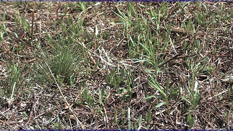 Wild Blueberry Cam 2