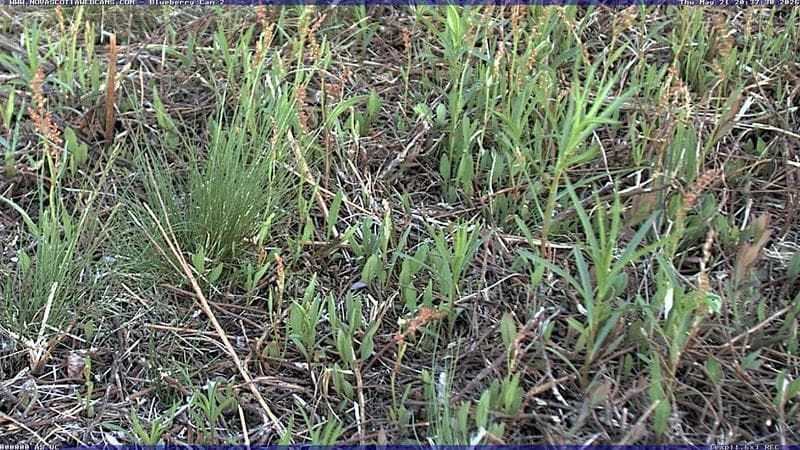 Wild Blueberry Cam 2