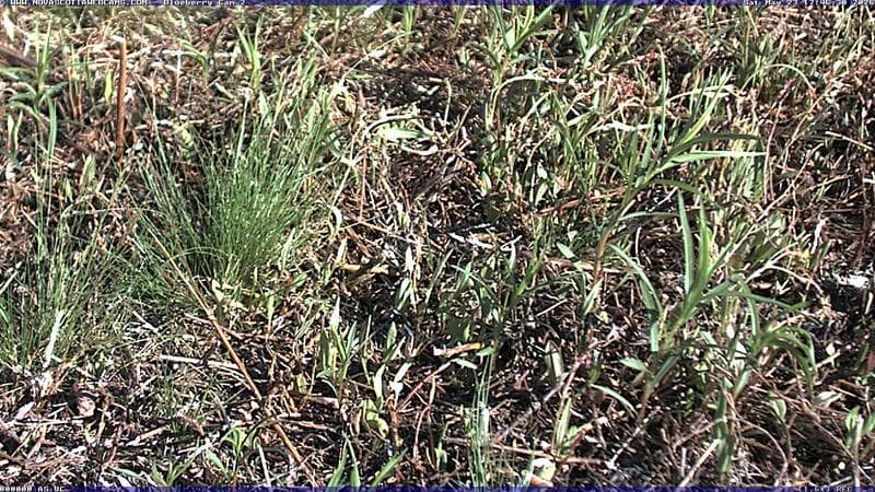 Wild Blueberry Cam 2