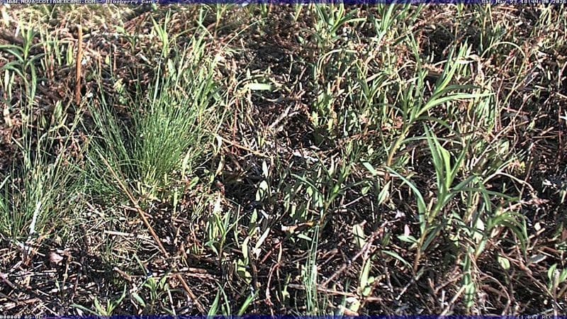 Wild Blueberry Cam 2