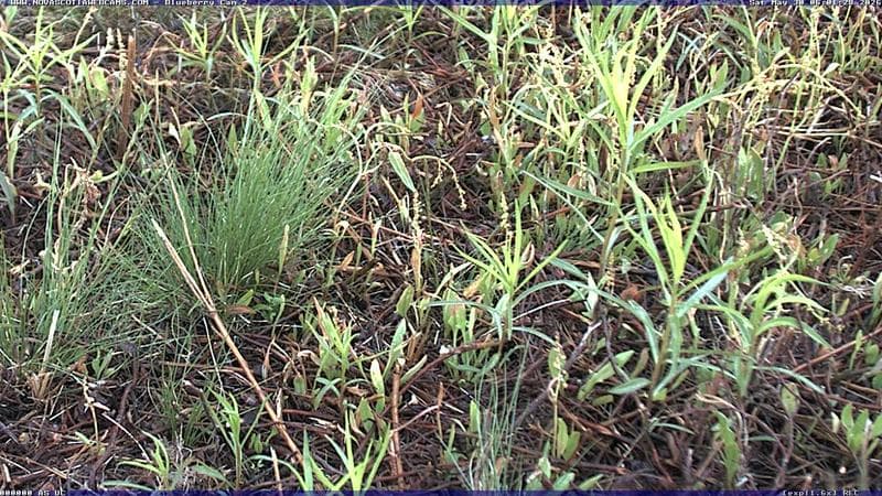 Wild Blueberry Cam 2