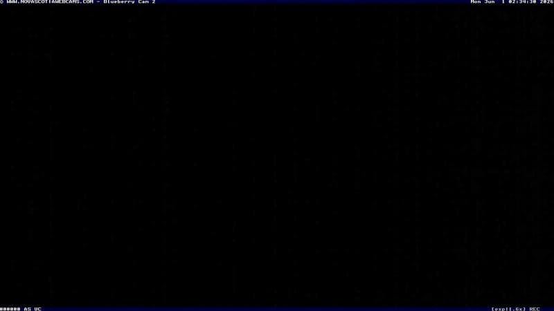 Wild Blueberry Cam 2