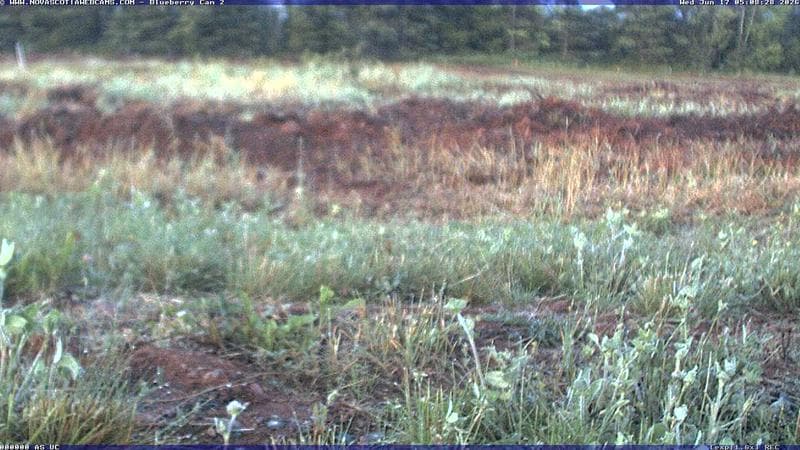 Wild Blueberry Cam 2