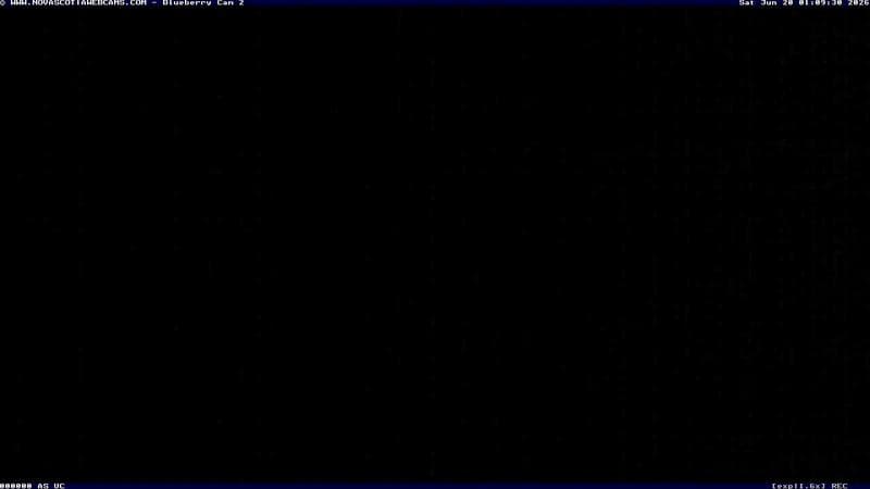 Wild Blueberry Cam 2