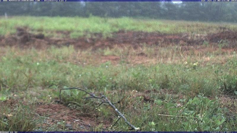 Wild Blueberry Cam 2