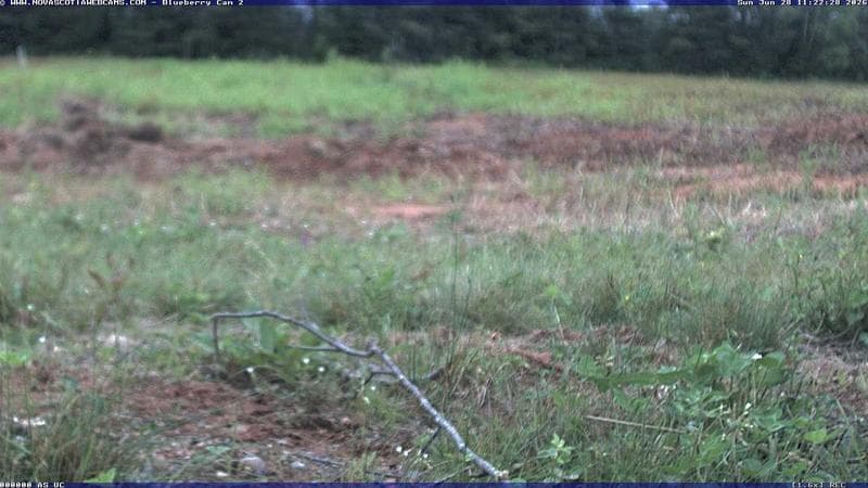 Wild Blueberry Cam 2