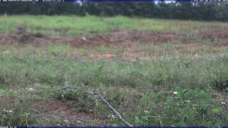 Wild Blueberry Cam 2