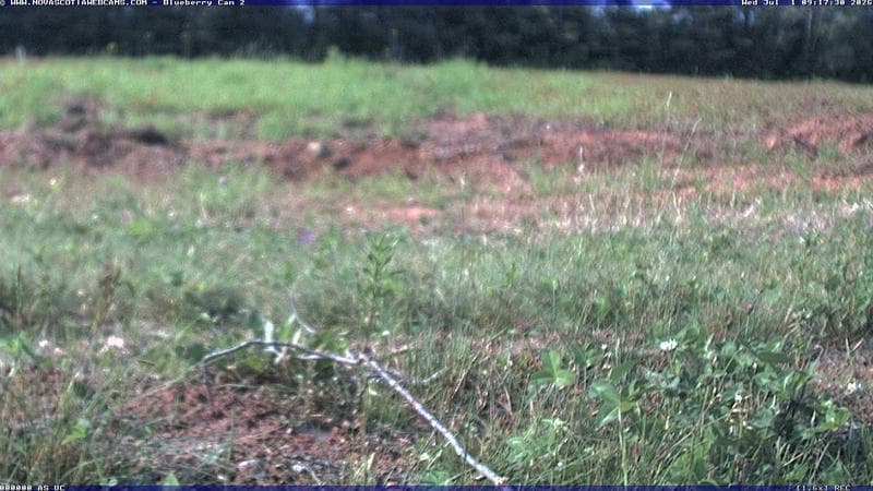 Wild Blueberry Cam 2