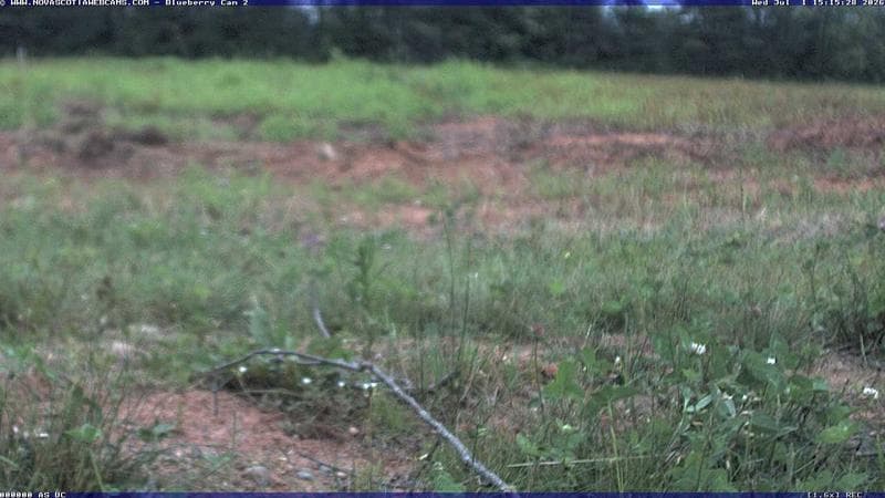 Wild Blueberry Cam 2