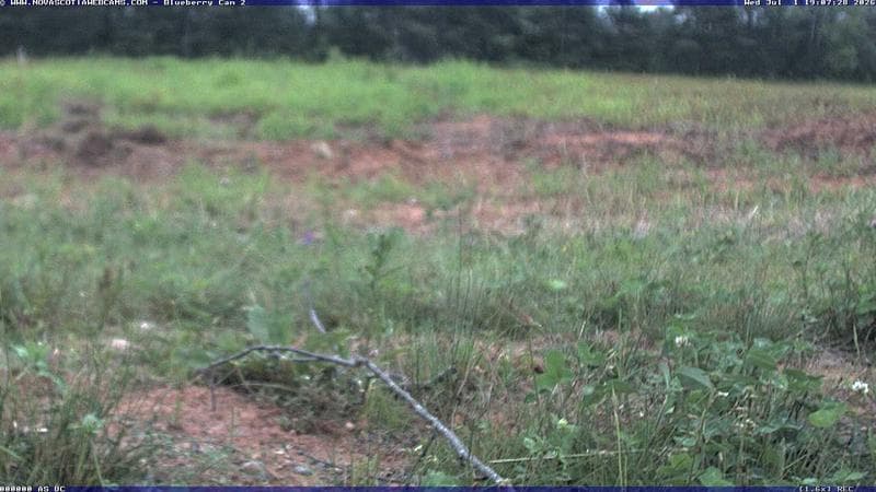 Wild Blueberry Cam 2