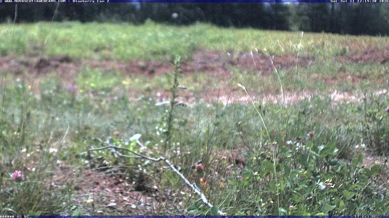 Wild Blueberry Cam 2