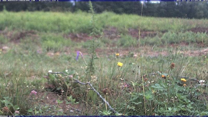 Wild Blueberry Cam 2