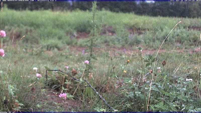 Wild Blueberry Cam 2