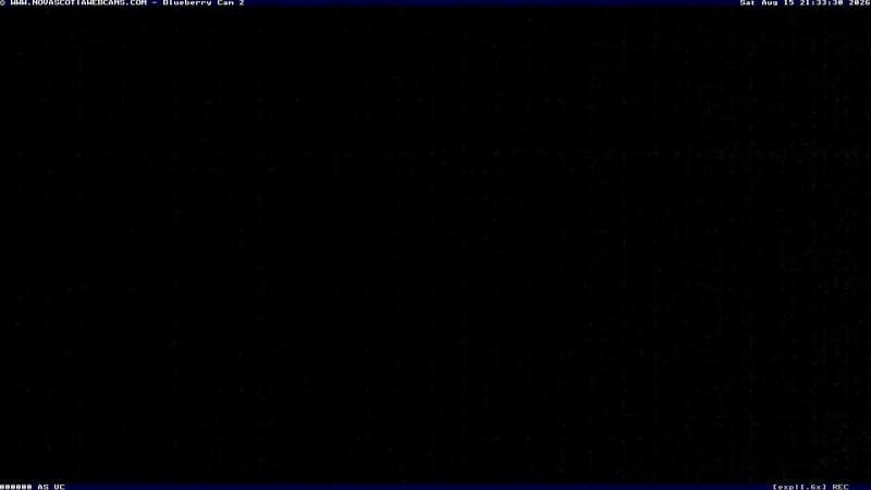 Wild Blueberry Cam 2