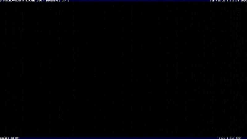 Wild Blueberry Cam 2