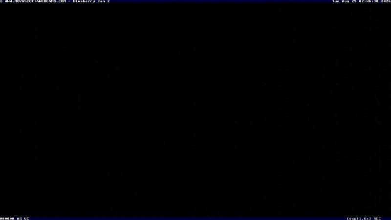 Wild Blueberry Cam 2
