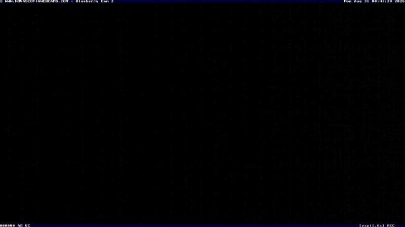 Wild Blueberry Cam 2