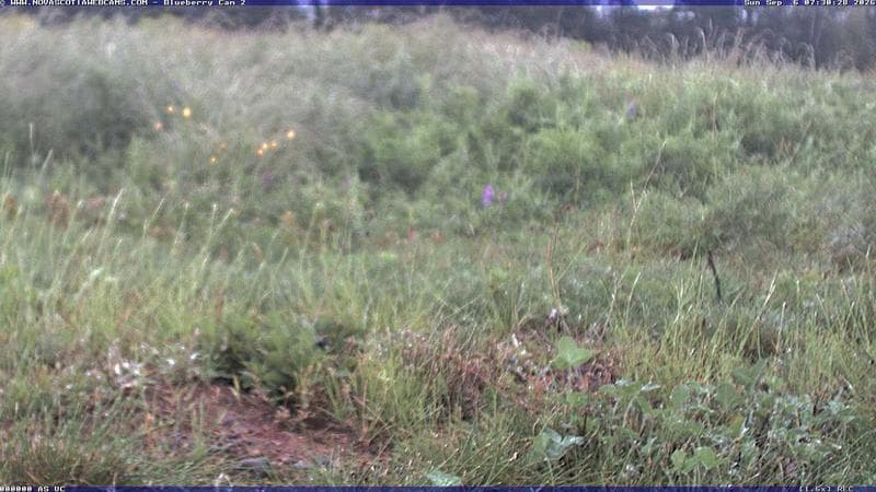 Wild Blueberry Cam 2