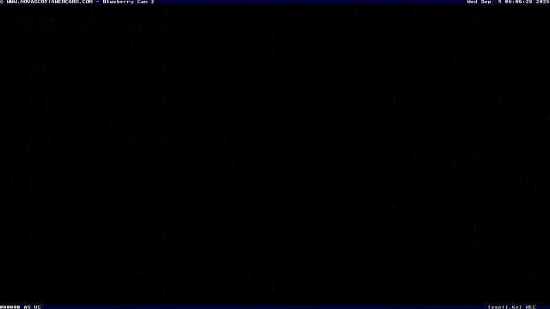 Wild Blueberry Cam 2