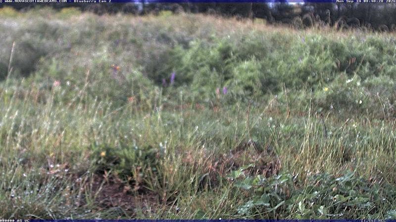 Wild Blueberry Cam 2