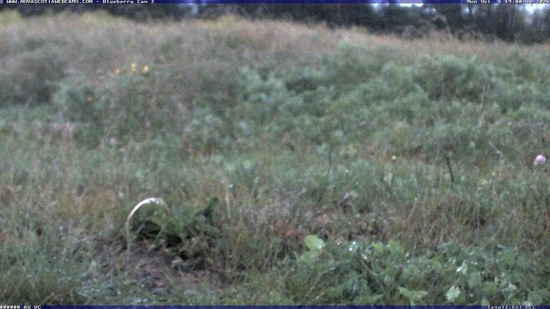 Wild Blueberry Cam 2