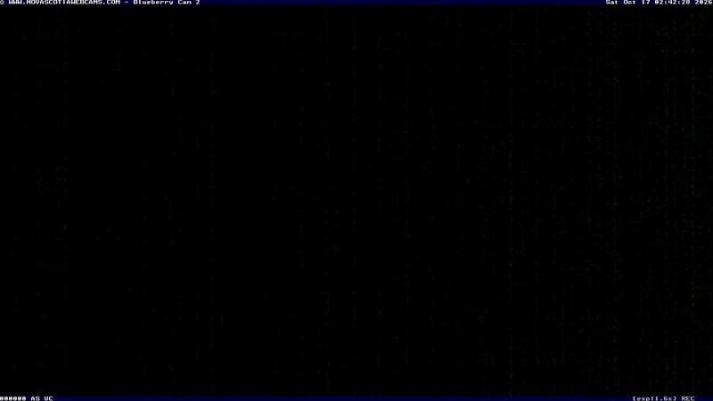 Wild Blueberry Cam 2