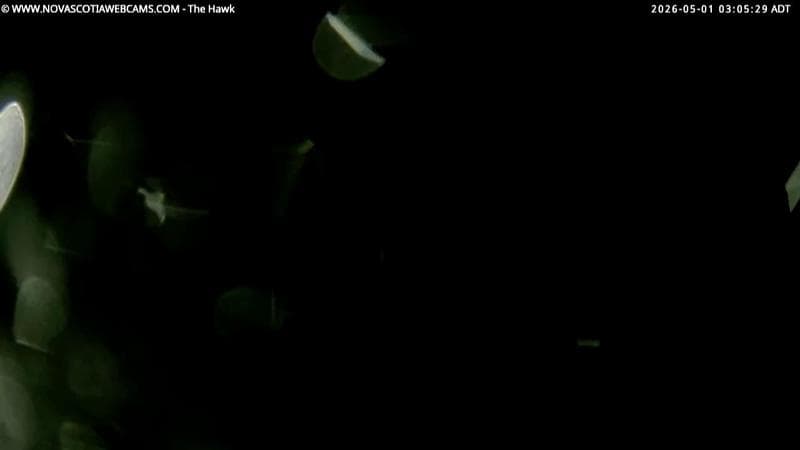 The Hawk
